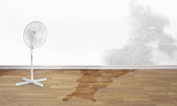 Best Flood damage cleanup  in Marquette Heights, IL